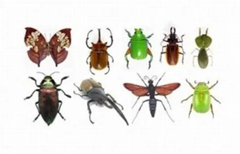Los insectos - Monografias.com