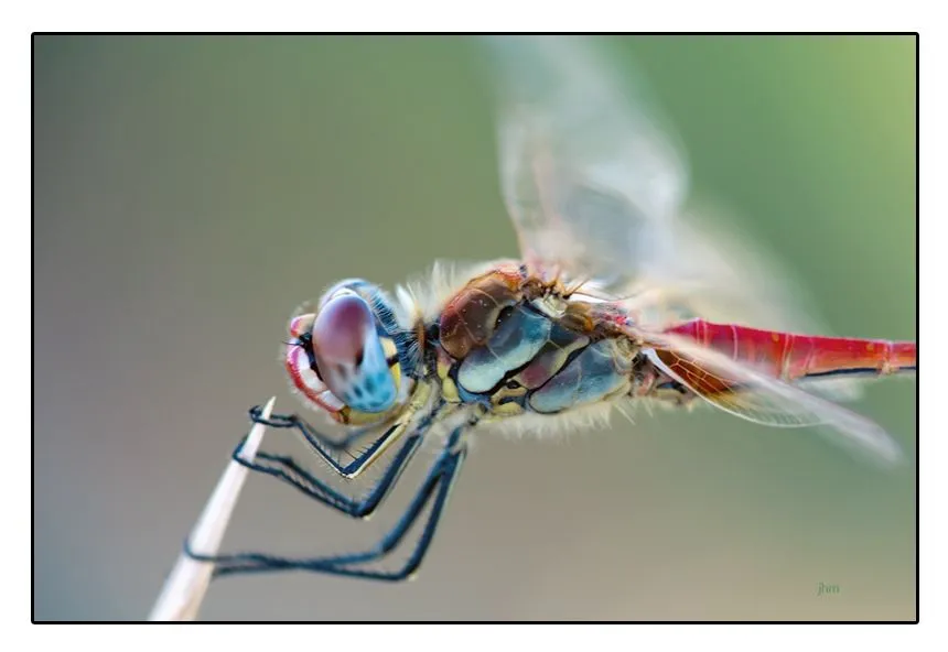 INSECTOS QUE PARECEN JOYAS: DELICADAS LIBÉLULAS