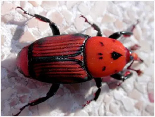 INSECTOS QUE PARECEN JOYAS: ESCARABAJOS MULTICOLORES