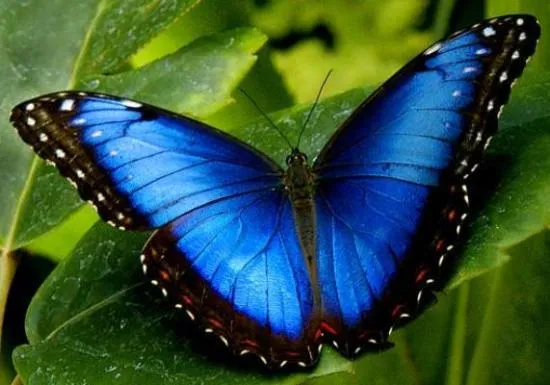 INSECTOS QUE PARECEN JOYAS: HERMOSAS MARIPOSAS COLORIDAS