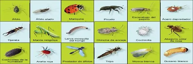 Insectos Perjudiciales | Fumigadora Continente