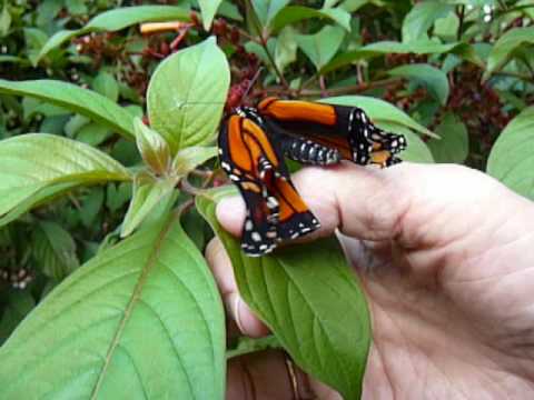 Inspiración Cuando Nace Una Mariposa (Español) - YouTube