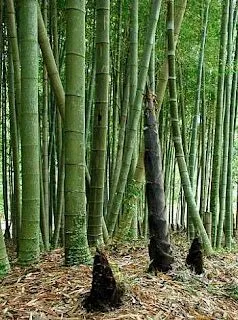 Inteligencia Exitosa: El milagro del árbol de bambú chino