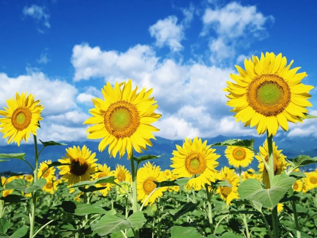  vamos a intentarlo vamos a plantar girasoles es una flor preciosa de ...