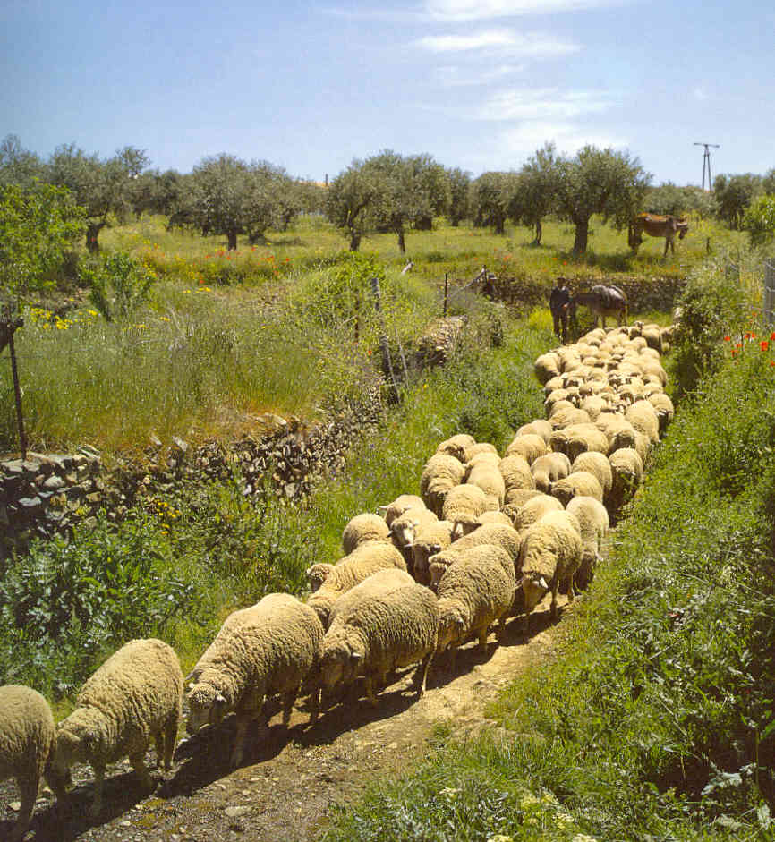 Lo que me interesa: Rebaño de ovejas