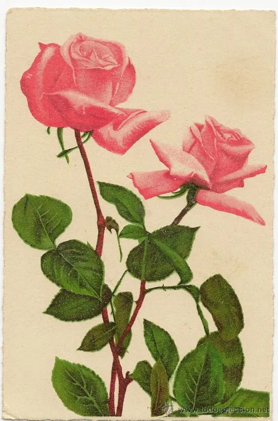 Interesante postal: bonitas de rosas rosas (Postales - Estilo)