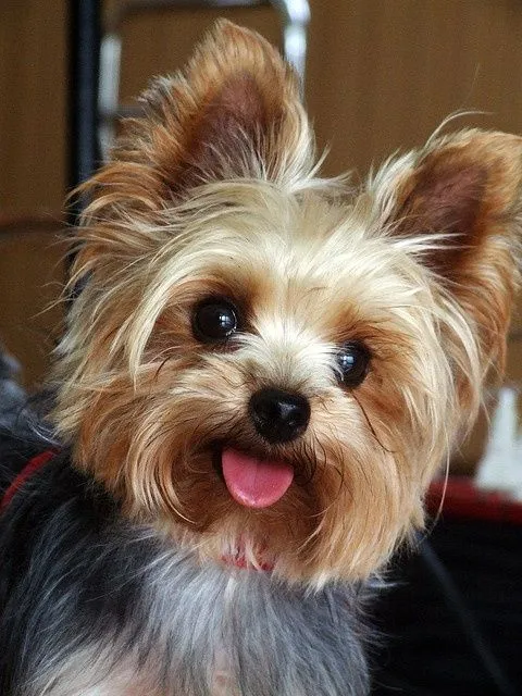 Interesting Facts about Yorkshire Terrier - Annie Many