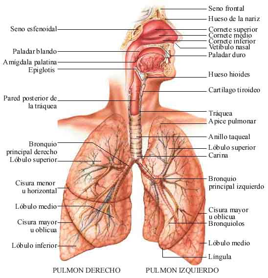 Aparato respiratorio y sus partes para colorear - Imagui