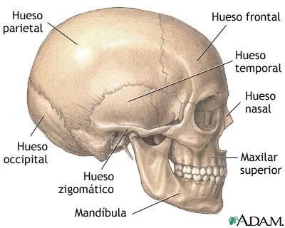 El aula de Pilar: HUESOS DEL CRÁNEO