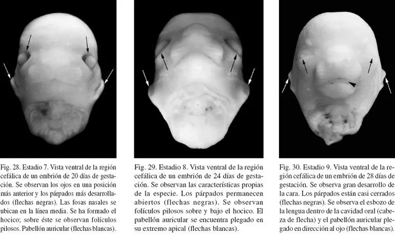 International Journal of Morphology - Análisis Macroscópico y ...