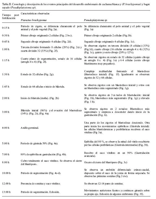 International Journal of Morphology - Comparación del Desarrollo ...