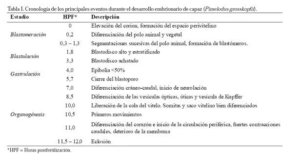 International Journal of Morphology - Desarrollo Embrionario del ...