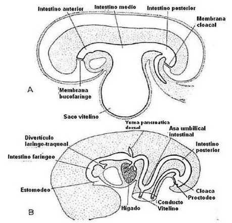 International Journal of Morphology - Desarrollo del Aparato Digestivo