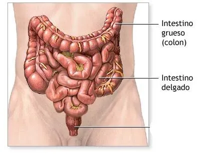 Intestino delgado en dibujo - Imagui