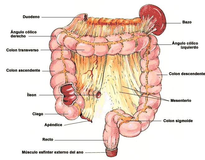 Intestino delgado en dibujo - Imagui