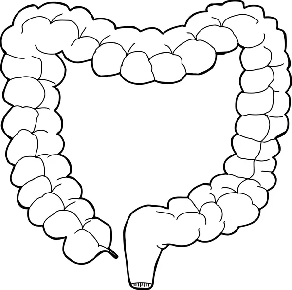 intestino grueso contorneado — Vector stock © theblackrhino #54516853