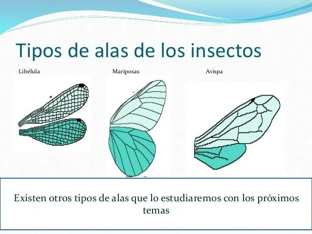 introduccin-a-la-entomologa-10 ...