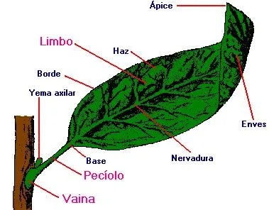 Clavel con sus partes definidas - Imagui