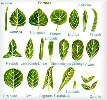 Clases hojas con sus nombres - Imagui