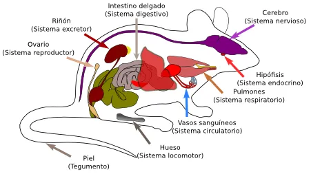 Introducción a los órganos animales. Atlas de Histología Vegetal y ...