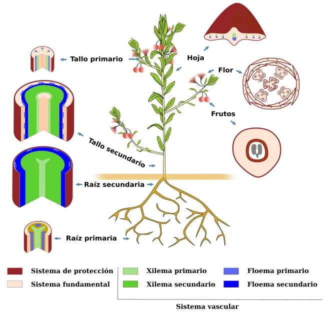 Introducción a los órganos vegetales. Atlas de Histología Vegetal ...