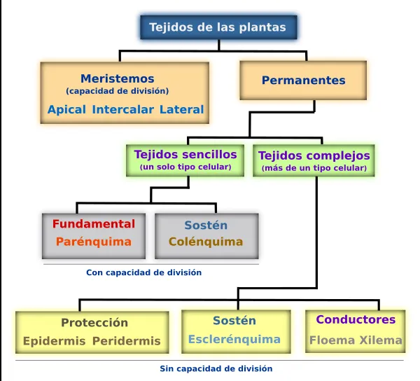 Introducción a los tejidos vegetales. Atlas de Histología Vegetal ...