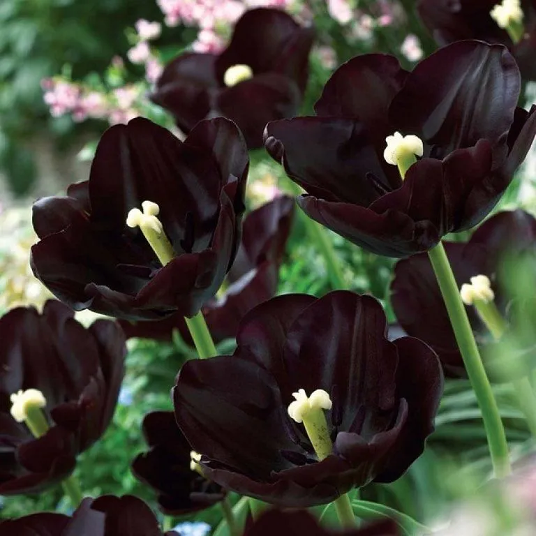 Las inusuales y raras flores negras | Cuidar de tus plantas es ...