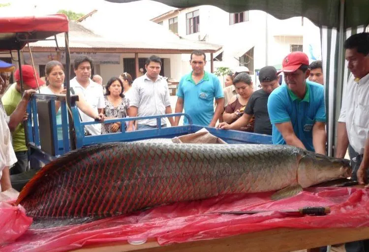 Invasión o revolución? El paiche se hace fuerte en la Amazonía de Bolivia