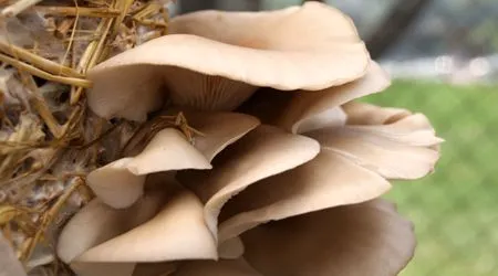 Invernaderos GreenHouse: EL CULTIVO DEL HONGO SETA ( Pleurotus ...