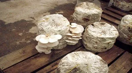 Invernaderos GreenHouse: EL CULTIVO DEL HONGO SETA ( Pleurotus ...