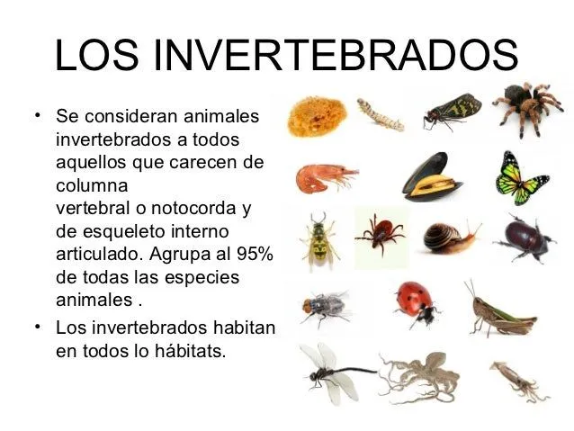 TRABAJO INVERTEBRADOS