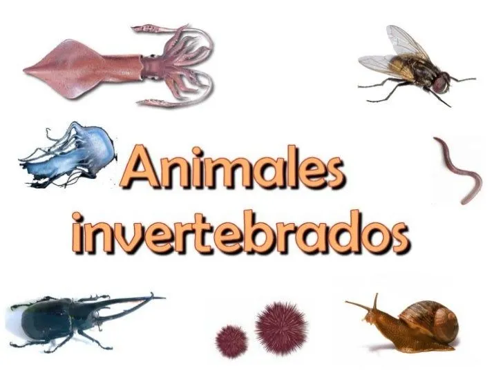 Invertebrados