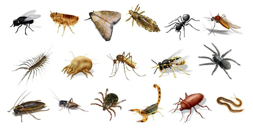 Invertebrados | Animales