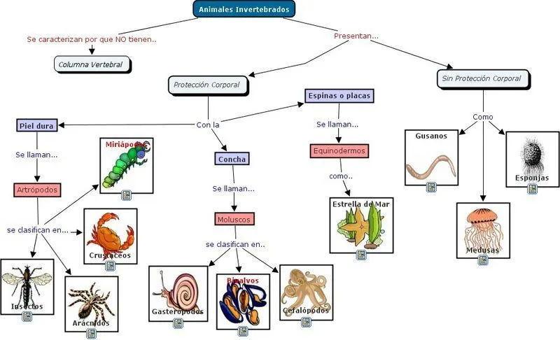 Invertebrados Que son Tipos Características y Ejercicios