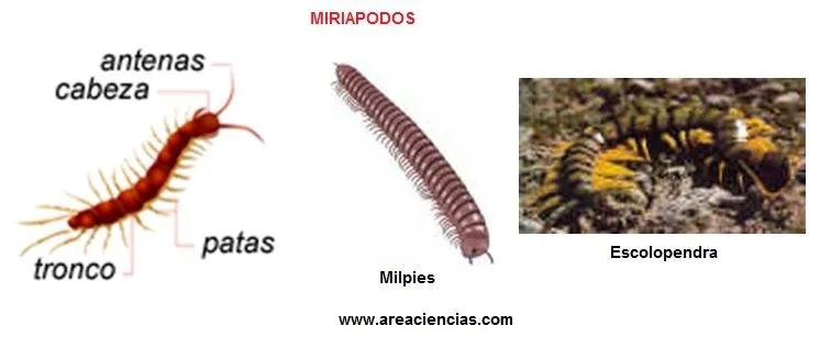 Invertebrados Que son Tipos Características y Ejercicios