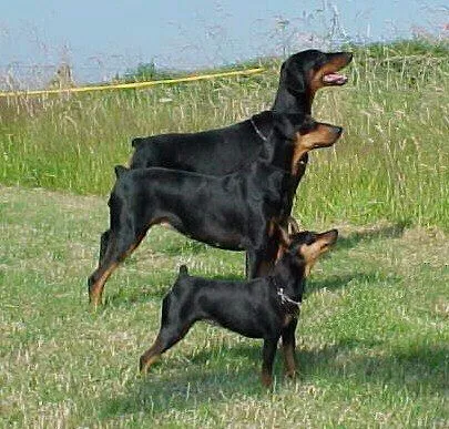 INVESTIGACIÓN RAZA DOBERMAN : TIPOS DE DOBERMANN