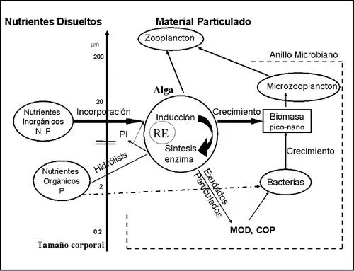 Investigaciones marinas - Relationship between enzymatic activity ...