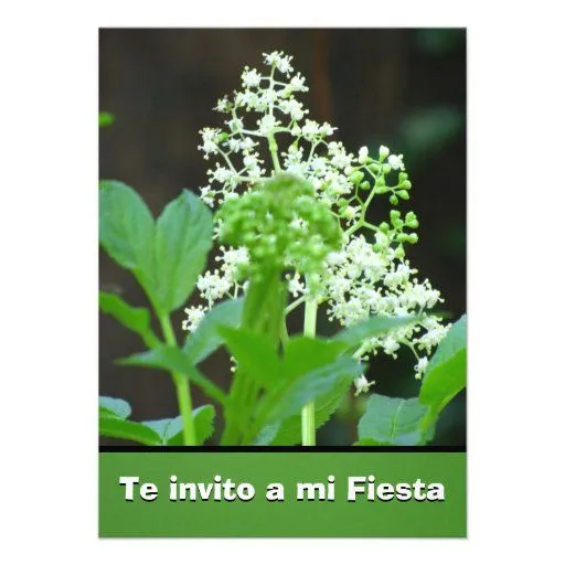 Invitación -Te invito a mi Fiesta - Flores Blancas Invitations ...