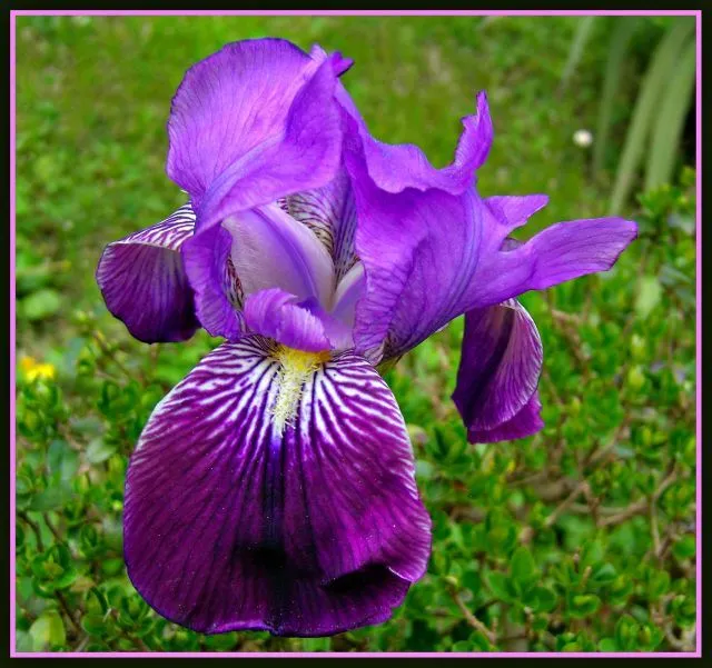 Iris germanica | fotos de Concursos