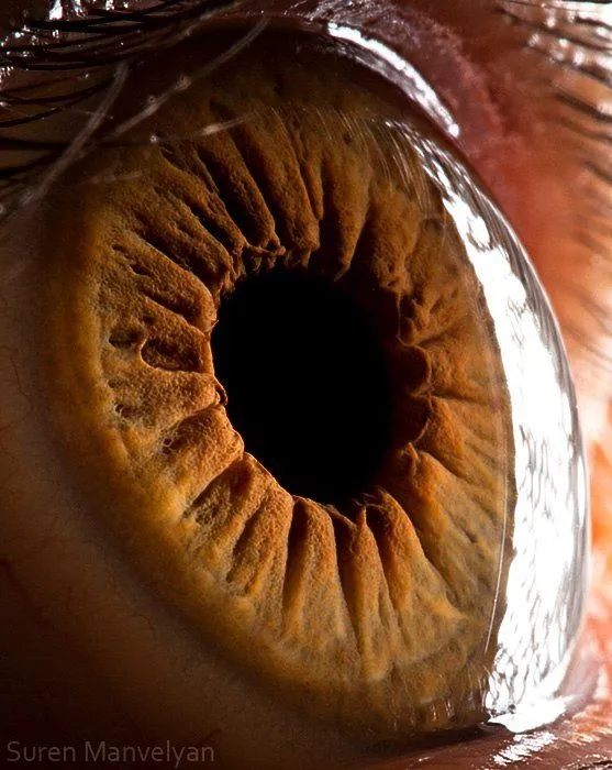 El iris humano como nunca lo habías visto (Fotos en HD)