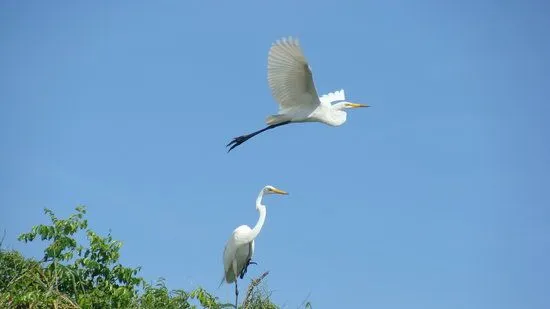 Isla Pajaros - Yucatan Peninsula - Reviews of Isla Pajaros ...