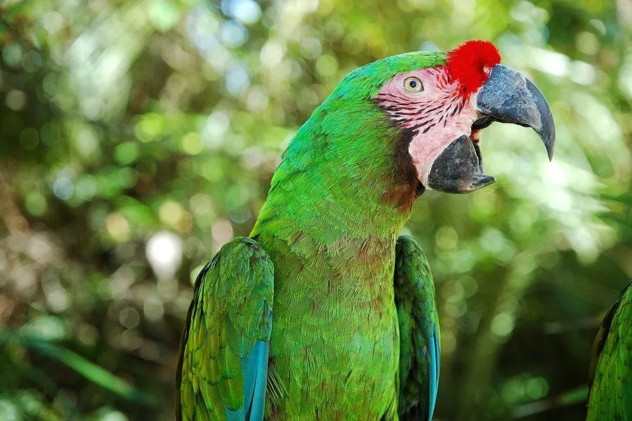 ISO 101: Guacamaya Verde