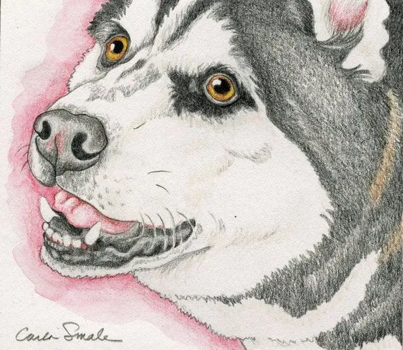 Items similar to Husky Original lápiz de dibujo perro arte-Carla ...