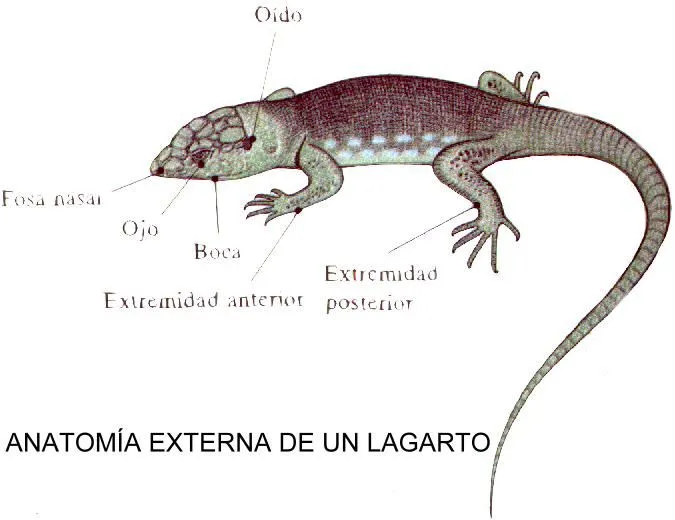 Las partes del lagarto - Imagui