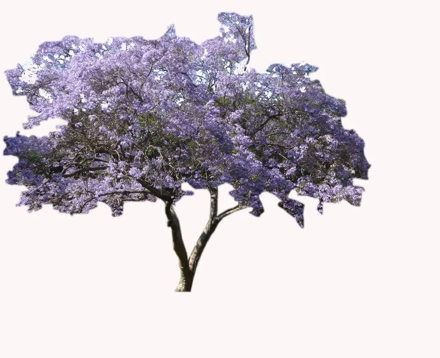 Jacaranda, en Fotografías para renders - Arboles y plantas en ...