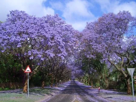 Jacaranda Lane - Other & Nature Background Wallpapers on Desktop ...