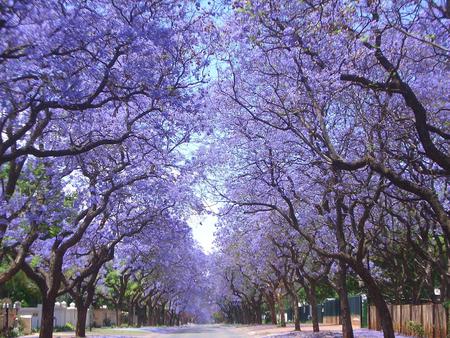 Jacaranda lined street Wallpapers - Desktop Nexus