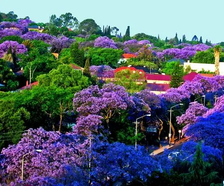 Jacaranda lined street Wallpapers - Desktop Nexus