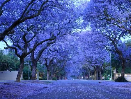 jacarandas in bloom - Flowers & Nature Background Wallpapers on ...