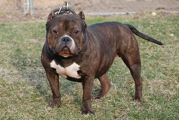 Jade GottiLine Pitbull - Bully Pitbull Breeders : Gotti Line ...